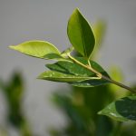 rhume huile essentielle tea tree