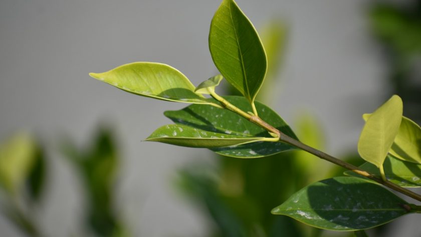 rhume huile essentielle tea tree