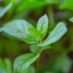 huile essentielle menthe poivrée