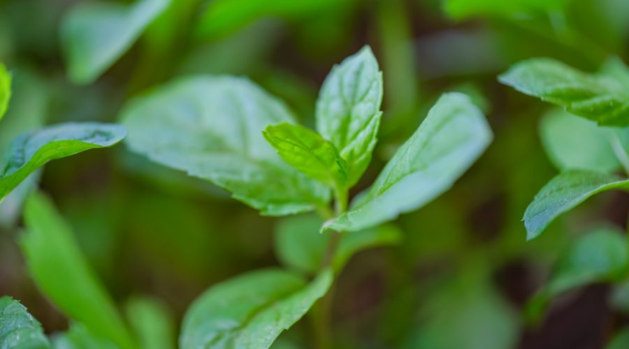 huile essentielle menthe poivrée
