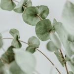 rhume huile essentielle eucalyptus