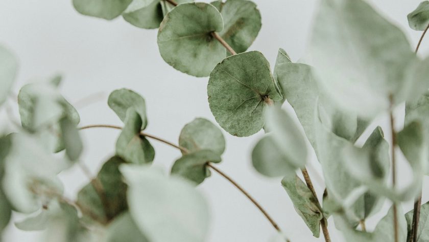 rhume huile essentielle eucalyptus