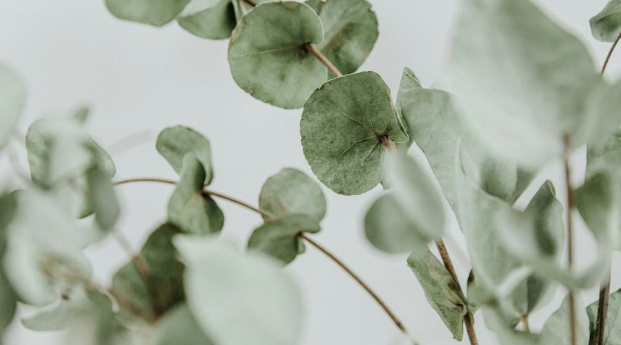 rhume huile essentielle eucalyptus
