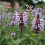 Agastache vertus : propriétés médicinales et usages traditionnels de cette plante aromatique